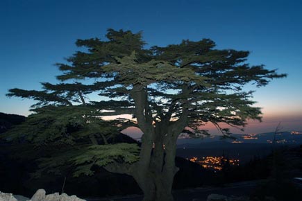 Cedars