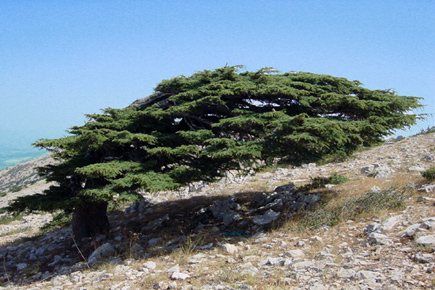 Cedars