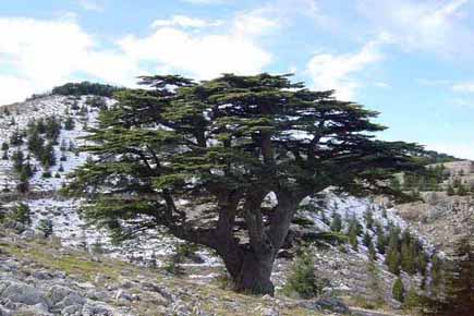 Cedars