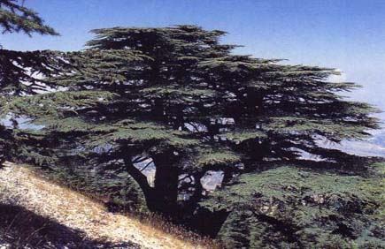 Cedars