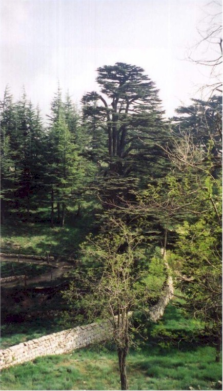 Cedars