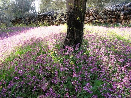 Spring By Sassine