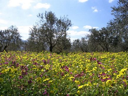 Spring By Sassine