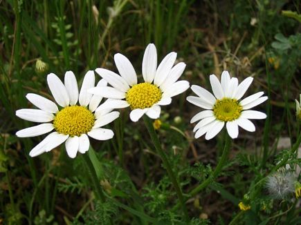 Marguerittes, Aadbel, Akkar