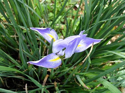 Iris, Bayno, Akkar