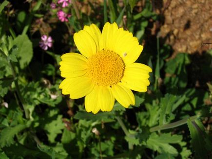 Spring Flowers, Aadbel, Akkar