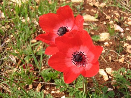 Spring Flowers, Aadbel , Akkar