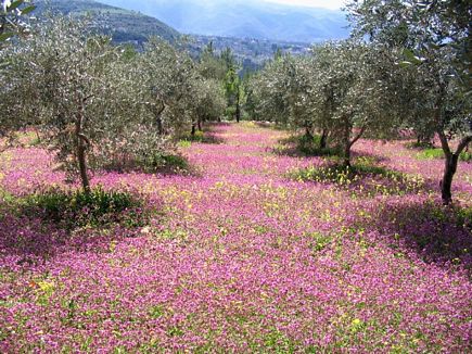 The Spring  Carpet, Bayno, Akkar