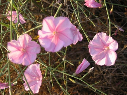 Wild Flowers - Spring 2005