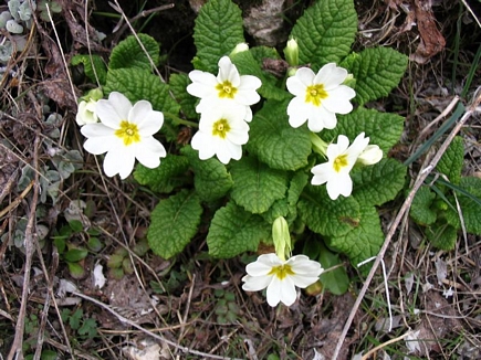 Wild Flowers - Spring 2005