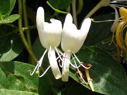 Flowers of Lebanon