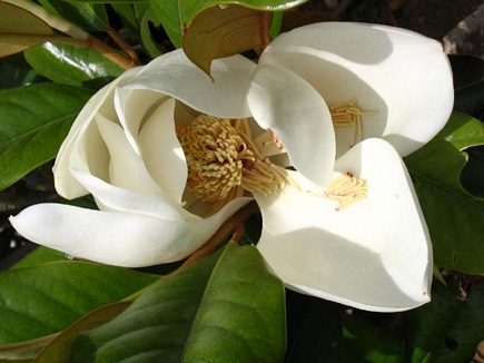 Flowers of Lebanon