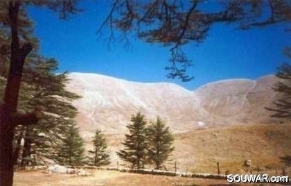 Cedars