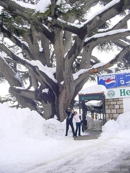 400 Year Old Cedar