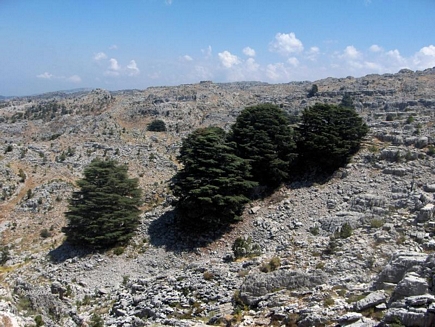 The Cedars