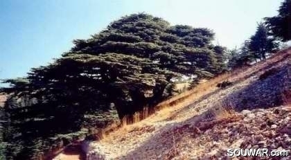 Cedars