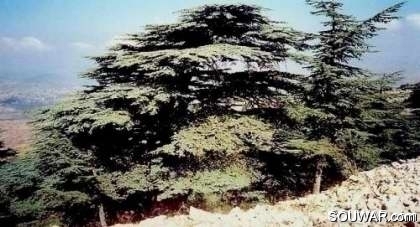 Cedars