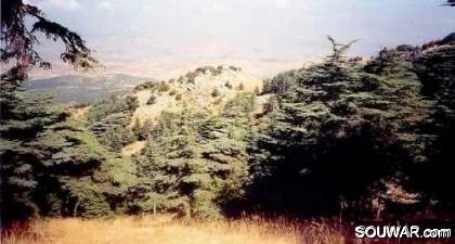 Cedars