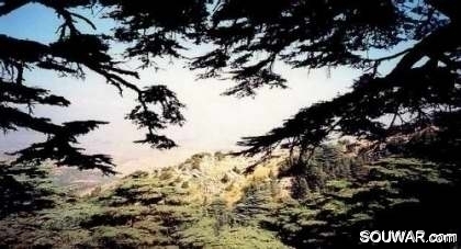 Cedars