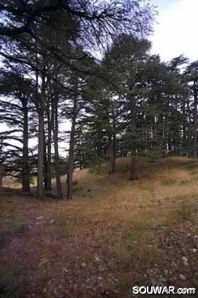 Cedars