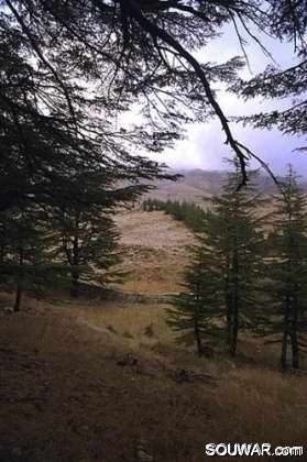 Cedars