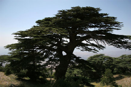 Cedars