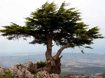 A Cedar above the World