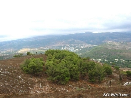 A Part Of The Pine Forest Of Gebrayel