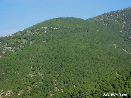 A Part Of the Pine Forest That Surround Andkit