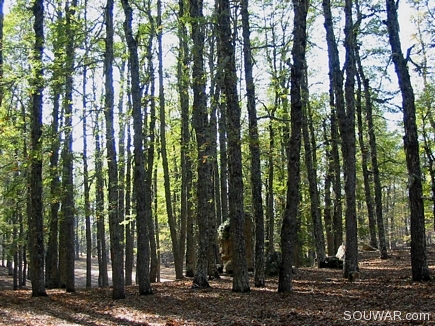 A Rock In The Dense Iron Oak Forest