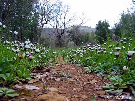 A Small Road In The Forests Of Gebrayel