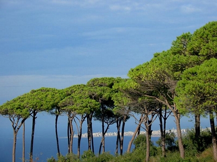 A View Of Al Meena , Tripoli , From The Pin Forest Of Balamand