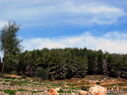 A View Of The Pin Forest From Below