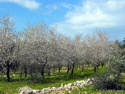 Almond Field In Spring , Bayno