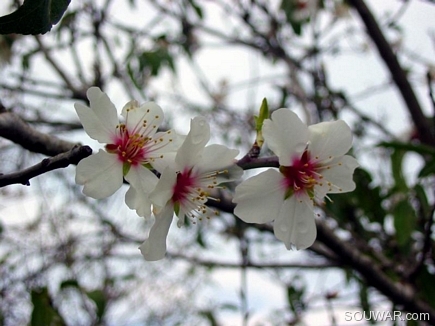 Almond In Trio , Aadbel