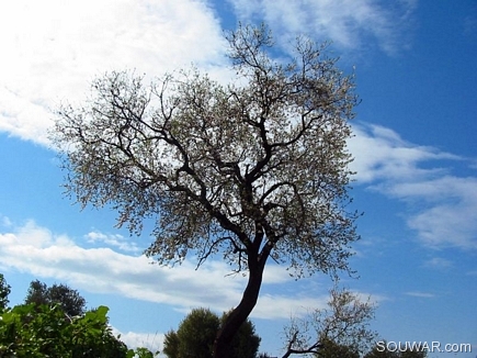 Almond Tree In Spring , Halba , Akkar