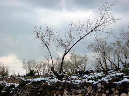 Almond Tree