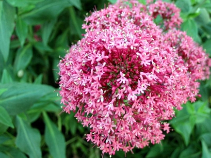 Alyssum Montanum, Flowers Of Aadbel, Akkar