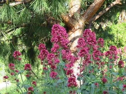 Alyssum Montanum, Flowers Of Aadbel, Akkar