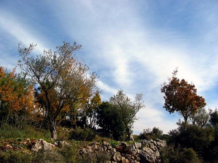 Amazing Trees & Clouds