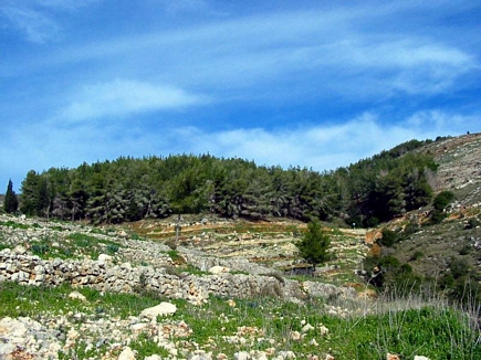 The Pin Forest Of Gebrayel , Akkar