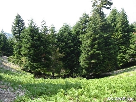 Apies Forest , Kobayat National Reserve