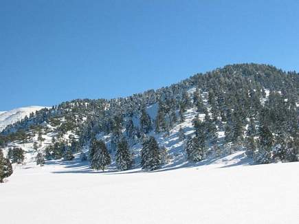 Apies Forest , Winter