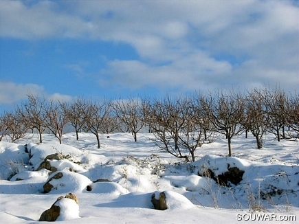 Apple field in full snow