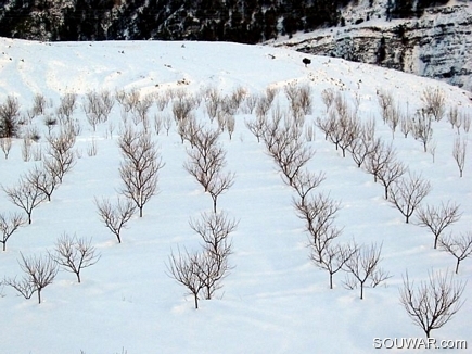 Apple Field In Full Snow, The Reserve Entry, Chanbouk