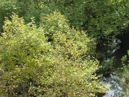 Automn On Arka River