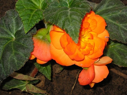 Orange Begonia