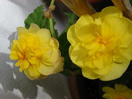 Begonia Yellow