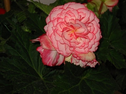 Begonia Rose