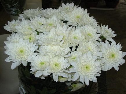 Bouquet White